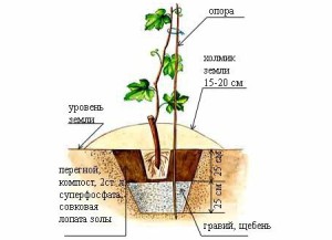 На фото - дренаж для посадки саженца винограда, supermamki.ru