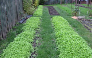 На фото - сидераты на грядках, siog.ru На фото - сидераты на грядках, siog.ru