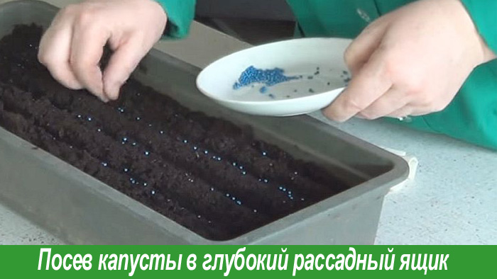 Посадка семян капусты в 2019