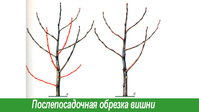 Обрезка вишни после посадки