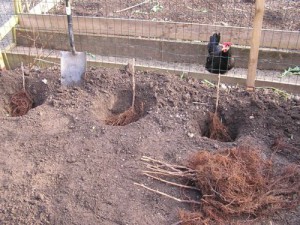 На фото - высаживание малины, grounde.ru