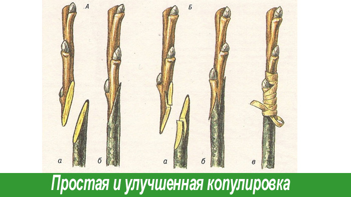 Копулировка яблони