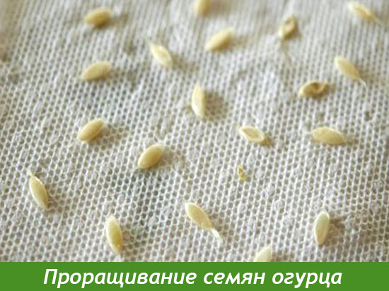 Когда сеять семена огурца