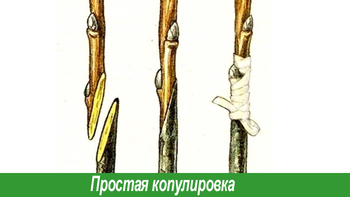 Простая или обычная копулировка