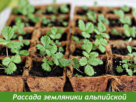 Рассада земляники в торфяных горшочках
