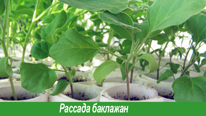 Как вырастить рассаду баклажан