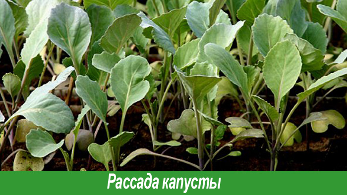 Рассада капусты