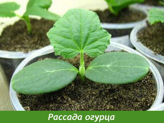 Рассада огурца в стаканчиках