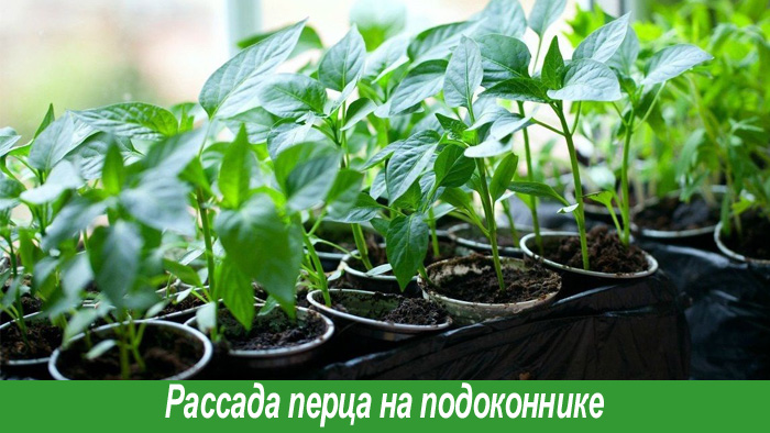 Выращивание рассады перца