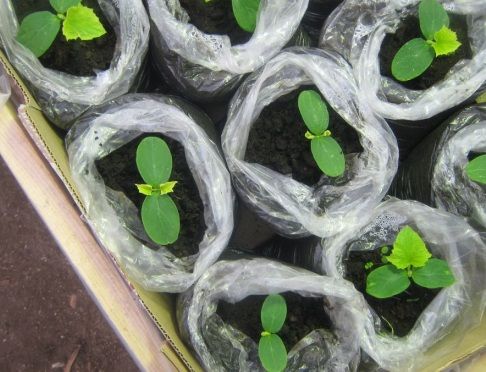 рассада огурца рассада огурца