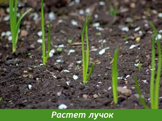 Прорастате лук севок
