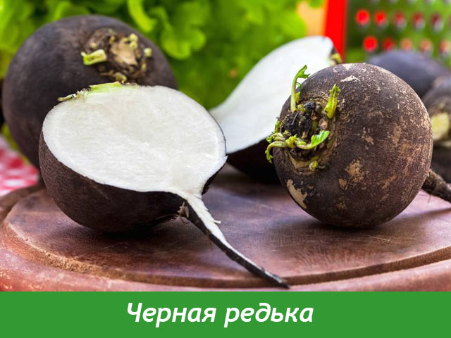 Полезные свойства редьки Полезные свойства редьки