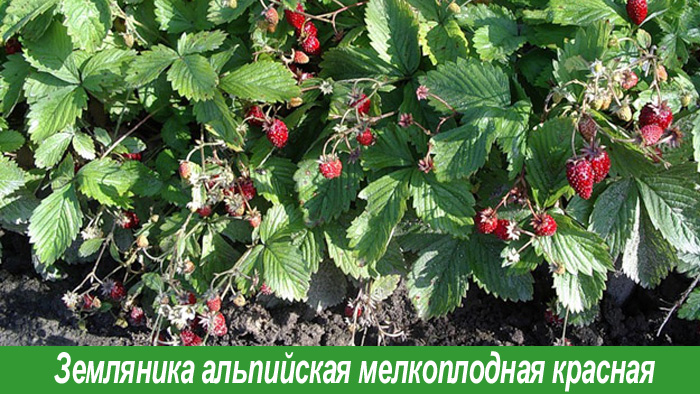 Земляника альпийская красная