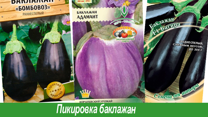 Когда сажать баклажаны на рассаду