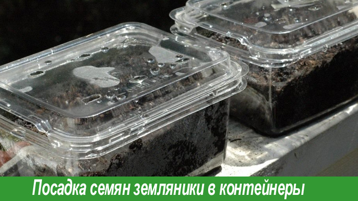 Посадка семян земляники
