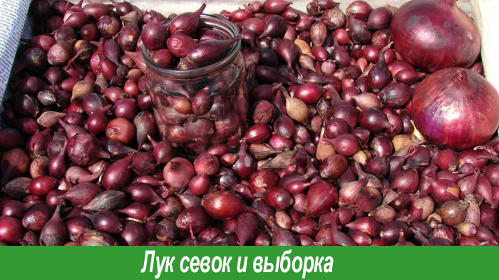 Как выбирать севок