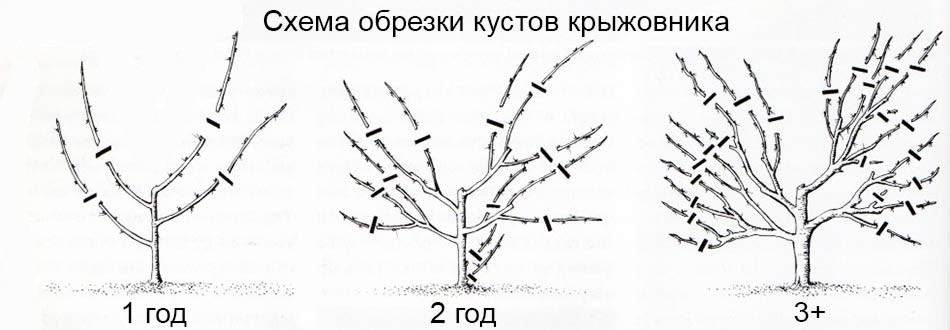 Схема обрезки кустов крыжовника по возрасту