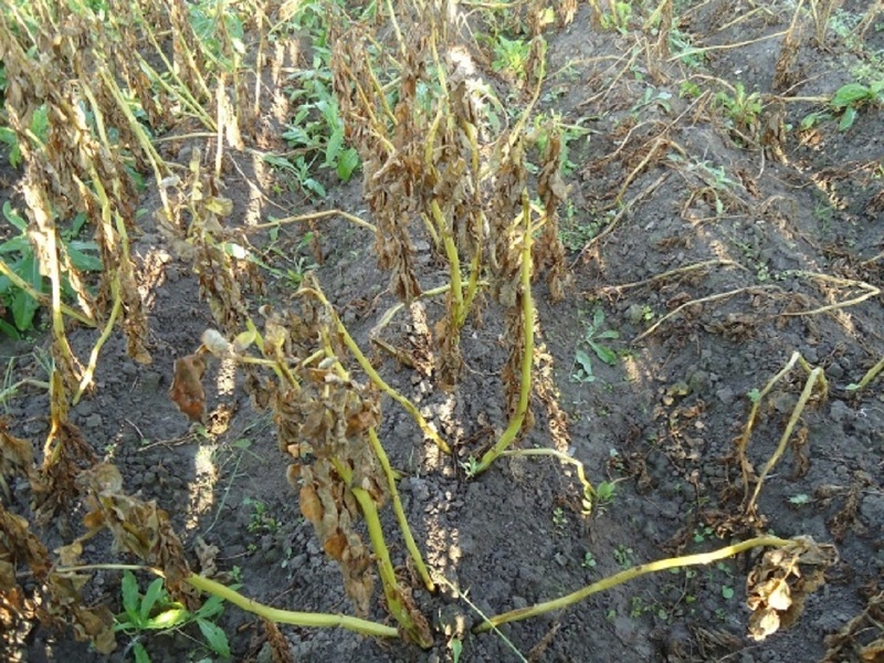 При сильном заражении картофеля фитофторой его уничтожают