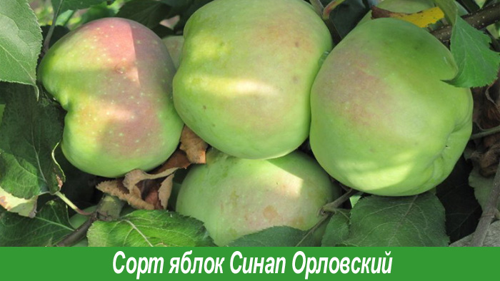 Яблоки Синап орловский