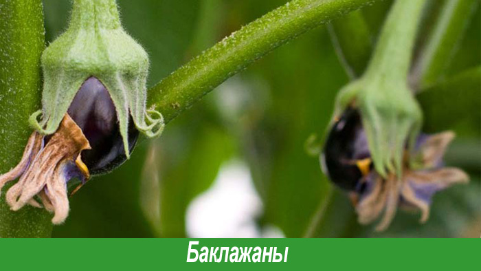 Баклажаны синенькие
