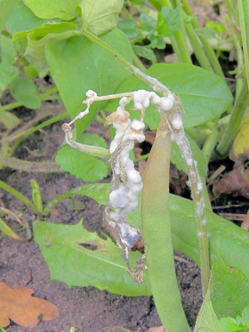 Фасоль, зараженная белой гнилью