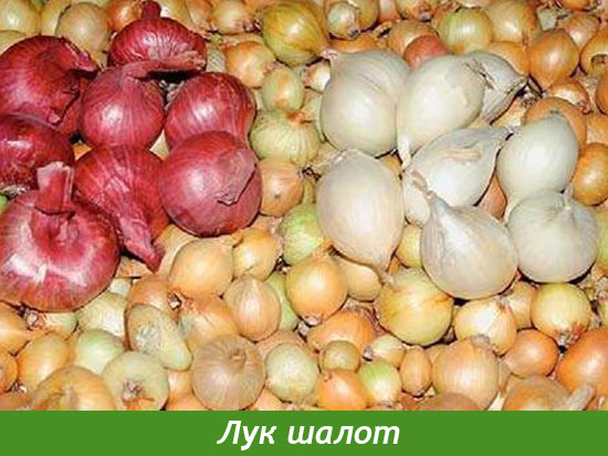 Выращивание семейного лука