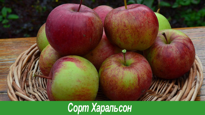 Харальсон сорт яблок