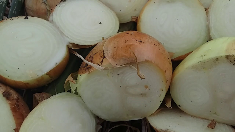 Каратальский репчатый лук