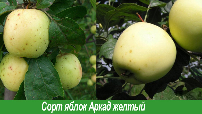 Яблоко Желтый Аркад