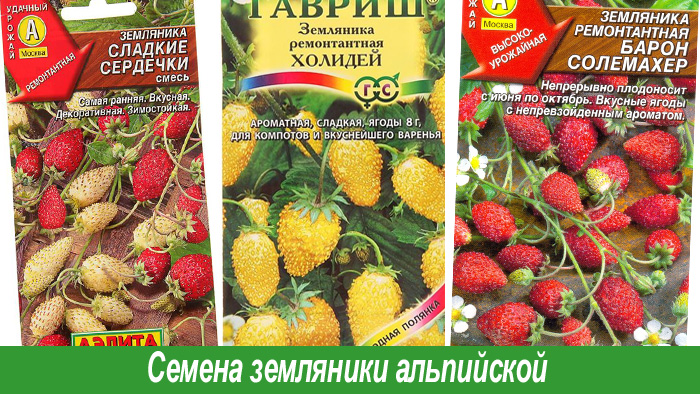 Когда сажать семена земляники