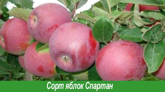 Спартан яблоня