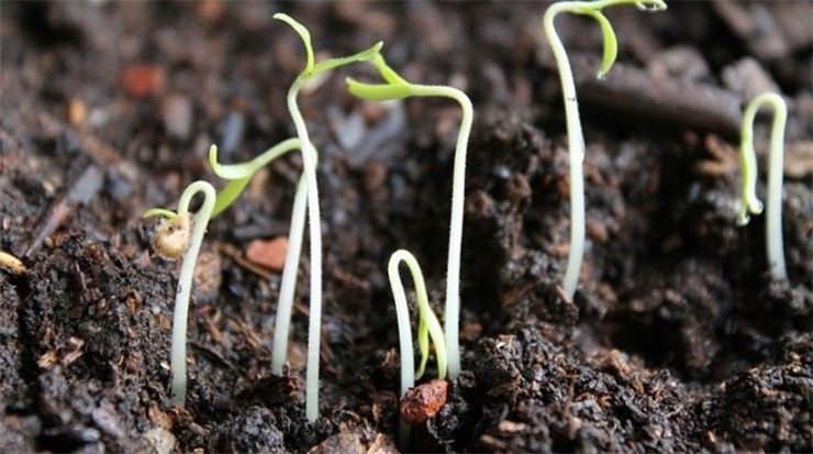 Всхожесть овощных семян