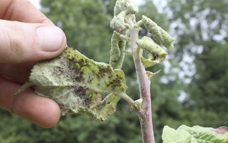 Тля поражает практически все культуры в саду и огороде