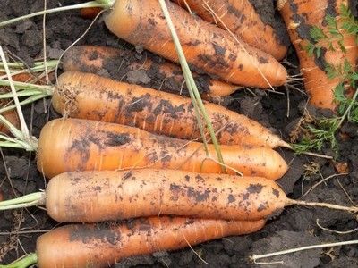 уборка корнеплодов