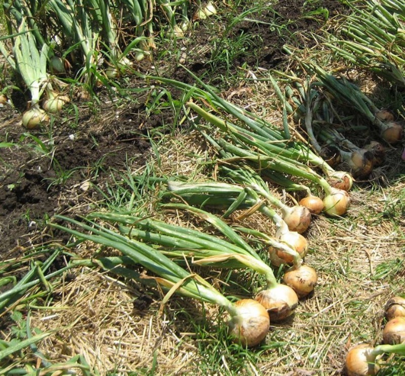Уборка урожая лука на даче