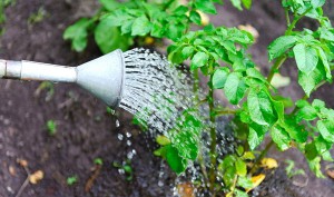 Фото фосфорной подкормки картофеля, rmnt.ru