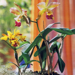 Фото орхидеи под солнечными лучами, flowers.cveti-sadi.ru
