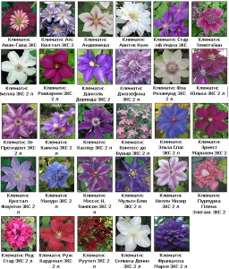 На фото - сорта клематисов, bestgarden.ru