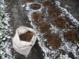 На фото - укрытие клубники сосновой хвоей, moysadogorod.com