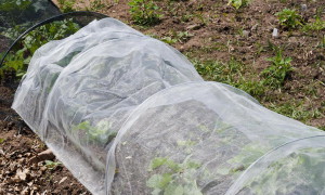 На фото - укрытие грядок клубники на зиму агроволокном, superda4nik.ru
