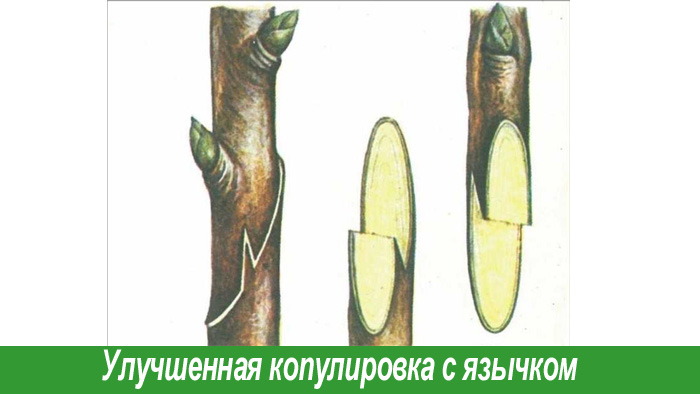 Улучшенная копулировка яблони