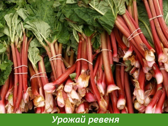 Урожай черешков ревеня