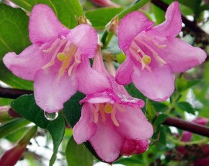 Фото полива Вейгелы, flowerplaces.ru