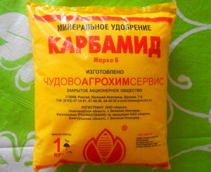 Как подкармливать клубнику весной