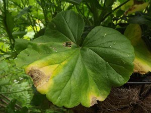 На фото - грибок на листьях растений, frauflora.ru