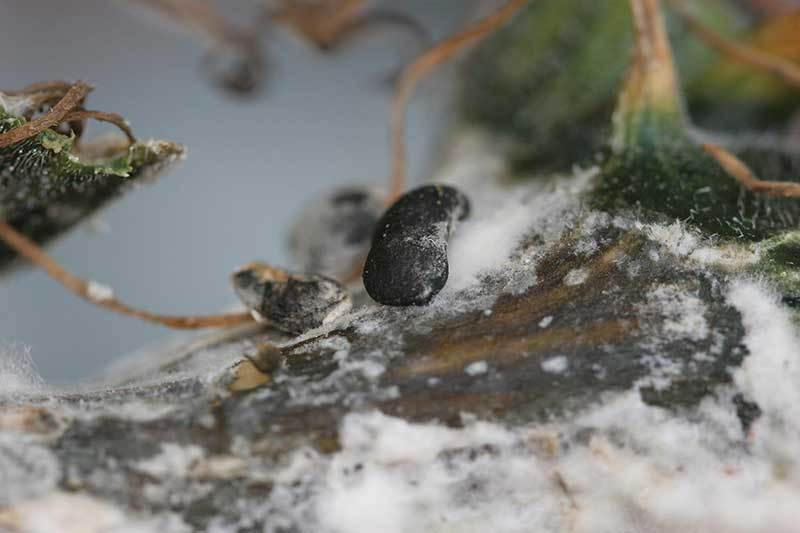 Вторая стадия развития склеротинии