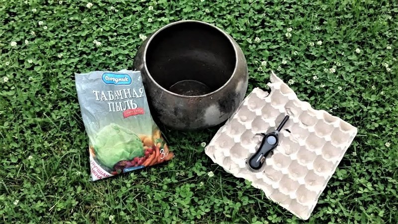 Готовим табачную пыль для выкуривания тли из теплицы