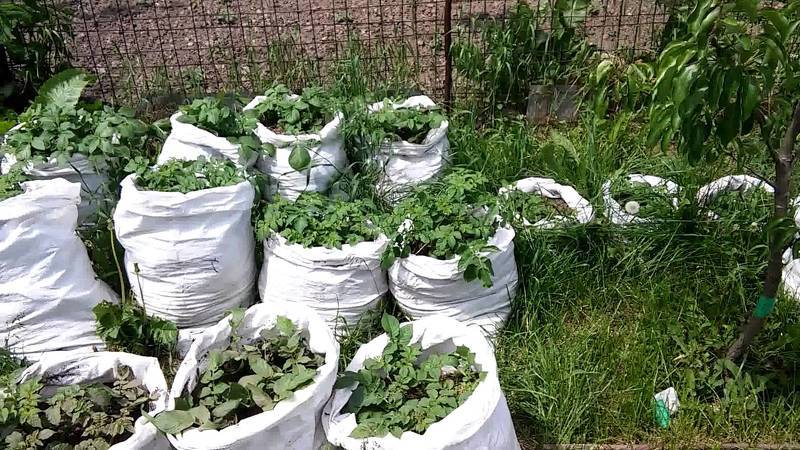 Выращиваем картофель в мешках