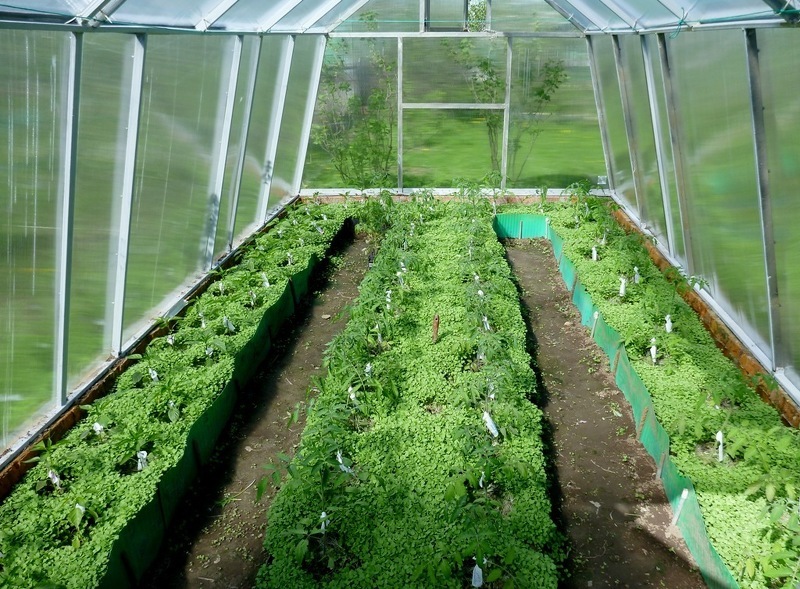 Чтобы почва в теплице не устала - ее нужно засеивать