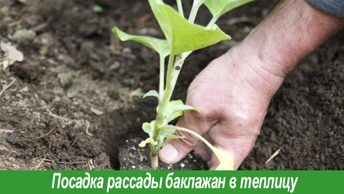 Посадка рассады баклажан